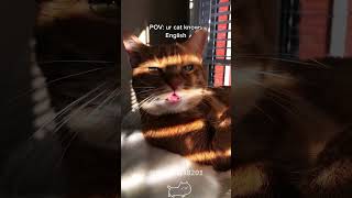 Cat understands Englishcat kitten funnycats funnyanimals funnypets [upl. by Grounds575]