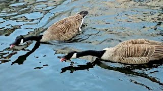 Geese Honking  Goose Sounds  Geese Fighting Sound [upl. by Coyle]