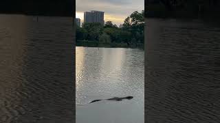 Monitor lizard swimming in Lumphini park Bangkok thailand bangkok monitorlizard [upl. by Ano530]