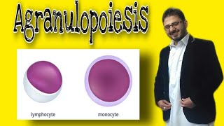 Agraulopoiesis  Lymphopoiesis Monopoiesis [upl. by Harvison]