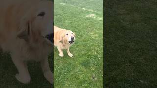 Dogs barking at Malinois amp shepherd what happens belgianmalinois germanshepherd dogtraining dog [upl. by Greenquist333]