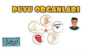 Duyu Organları  6 Sınıf [upl. by Stephenson]