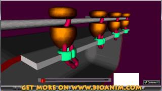 Protein synthesis  polysomes [upl. by Torp888]