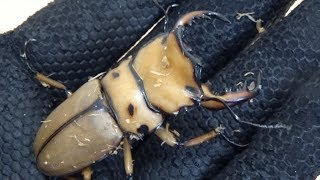 【カブクワ ブリード】メンガタメリー メリーメンガタ クワガタのブリードをします 開封＆紹介動画 【stag beetle homoderus mellyi 】 [upl. by Ayortal222]