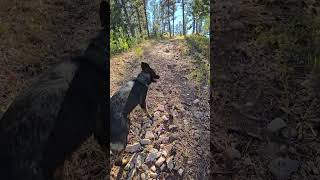 Mallo Trail 20 Miles North of Newcastle Wyoming off 85 [upl. by Rye]