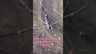 Biggest spider in the world Nephila maculata [upl. by Nosnek828]