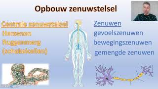 Zenuwstelsel  thema 5 regeling Biodam  1 van 3 [upl. by Ardyth]