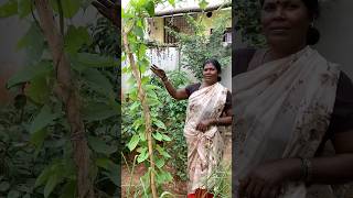 ராணி அம்மா ஜெயிச்சுட்டாங்க🤩💪🏽மரபு ரக கிழங்கு வகைகள்Heritage tubers naturehealthylivingshorts [upl. by Francene]