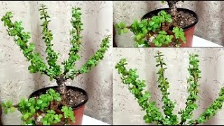 Jade Plant Portulacaria afra [upl. by Carmel]