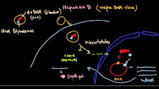 Hepatitis B virus life cycle [upl. by Florida]