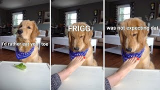 ASMR Dog Reviewing Different Types of Food  Tucker Taste Test 2 [upl. by Negriv]