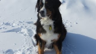 Bernese Mountain Dog First Time in Snow [upl. by Hsotnas]