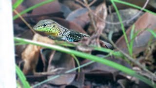 Fourlined Whiptail Holcosus quadrilineatus [upl. by Ezekiel]