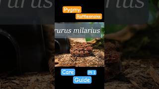 Pygmy Rattlesnake Care Guide Part 1 [upl. by Tabbie]