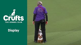 Super Staffies Take Over Crufts  Crufts 2022 [upl. by Titus441]