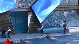 Emotional Orca Show Is 1st Since Trainer Killed [upl. by Ytitsahc577]