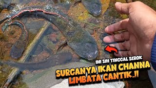 Ini SURGANYA‼️BERBURU IKAN HIAS VIRAL di ALAM HABITAT Aslinya  Channa Limbata [upl. by Haerr]