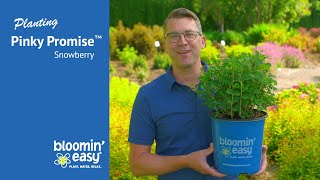 How to Plant Pinky Promise™ Snowberry [upl. by Mmada]