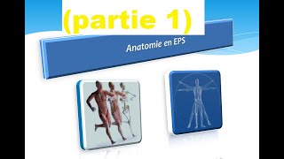 Anatomie en EPS  anatomie fonctionnel partie 1 [upl. by Joella]