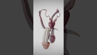 Male Reproductive System with 3D Animation [upl. by Marcelline724]