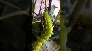 КАК ВЫРАСТИТЬ ГУСЕНИЦ ПАВЛИНОГЛАЗКИ SATURNIA PYRI Giant Peacock Moth Caterpillars Энтомология [upl. by Nalod]