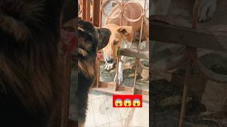 GSD VS STREET DOG 😱💥dog gsd ytshorts viralvideo shorts puppies streetdog [upl. by Weed]