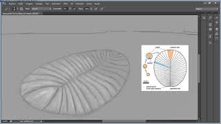 Drawing Paleoart Dickinsonia [upl. by Ahsekad]