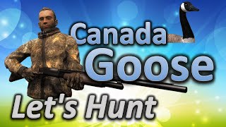 Lets Hunt CANADA GOOSE  theHunter Classic [upl. by Eednim389]