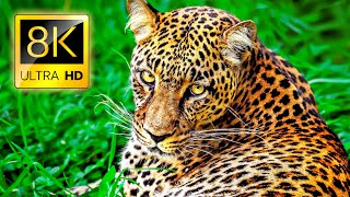 Superb Animals in 8K ULTRA HD  Collection of Wild and Colorful Animals 8K TV [upl. by Aimee]