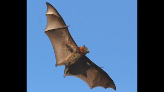 GREYHEADED FLYING FOXES in Sydney Royal Botanic Gardens  Australia [upl. by Rehpotsyrk867]