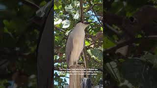 Blackcrowned night heron birds [upl. by Goldshlag]