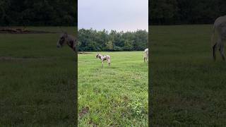 Someone wants all the attention👀 donkey babygoat floridafarm farmstead [upl. by Salokcin198]