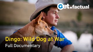 Dingo Wild Dog at War  Full Documentary [upl. by Theo782]