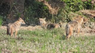 Golden Jackal Sound শিয়ালের ডাক 2022 II Sheyaler Dak [upl. by Noryt]