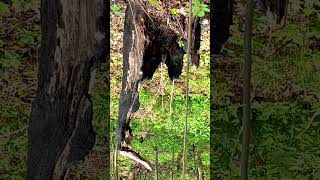 Browneyed Ivan Tsarevich with a grayeyed black horse over a blackeyed girl on a forest swing [upl. by Parfitt]