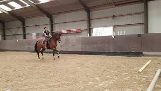 Cavaletti training met een grand prix paard [upl. by Araes]