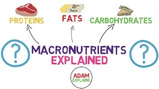 What Are Macronutrients  Macros Explained [upl. by Lladnik]