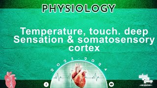 L5 Temperature Touch Deep sensations and somatosensory cortex Physiology [upl. by Nyre544]