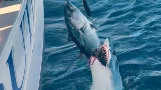 Ikan dimangsa hiu mancing tuna attack shark hiu fishing yellowfintuna fisherman nelayan [upl. by Nellek]