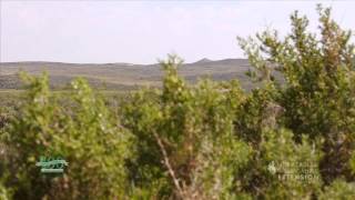 Saltbushes An Important Cold Desert Plant [upl. by Larimore]