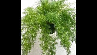 How to grow Beautiful Asparagus Fern [upl. by Atinas719]