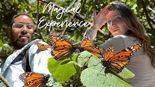 Mexicos Insane Monarch Butterfly Sanctuary [upl. by Whitehurst]