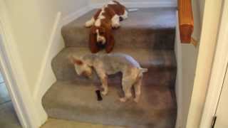 Two Dogs One Bone and Some Stairs [upl. by Kcirdneked]