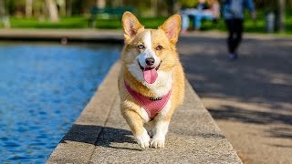 Top 10 Cool Tricks To Teach Your Dog [upl. by Eidnas772]