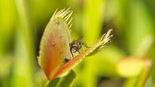 Ako lovia mäsožravé rastliny How Carnivorous Plants Hunt [upl. by Clementius]