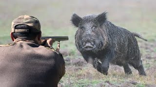 Top 10 tir du sanglier au maroc 2023 Top 10 wild boar hunts Partie 02 [upl. by Forsyth]