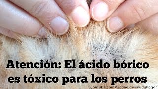 Ácido bórico Tóxico para los perros [upl. by Jenks]