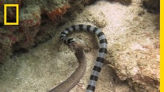 Watch Sea Snake Swallows Eel Whole  National Geographic [upl. by Aia754]