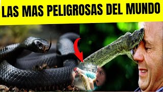 LAS 5 SERPIENTES MAS PELIGROSAS DEL MUNDO [upl. by Ellenrahc]