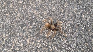 Tarantula crossing the road near Panamint Springs Death Valley [upl. by Ecertal171]